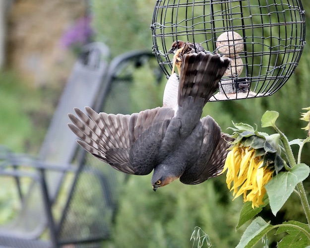 sparrowhawk catching